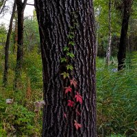 поступь осени :: константин 