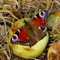 опять про бабочек 11 :: Александр Прокудин опять про бабочек 11 :: Александр Прокудин