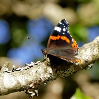 опять про бабочек 15 :: Александр Прокудин