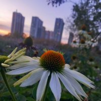 Эхинацея :: Сапсан 