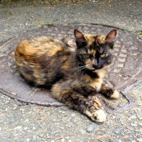 Охранник люка :: Наталья 