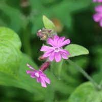 Это было недавно... :: Наталья Герасимова