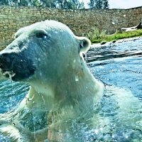 Купание белого медведя :: Veera V Купание белого медведя :: Veera V