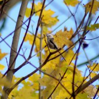 длиннохвостая синица :: Сергей Владимирович Егоров длиннохвостая синица :: Сергей Владимирович Егоров