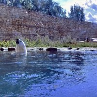 Купание белого медведя :: Veera V Купание белого медведя :: Veera V