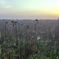 Паутинное царство :: Валерий Иванович Паутинное царство :: Валерий Иванович