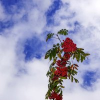 Осенний привет :: Валерий Иванович