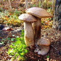 Осеннее трио обабков! :: Владимир 