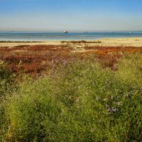 Каспийский берег :: Анатолий Чикчирный Каспийский берег :: Анатолий Чикчирный