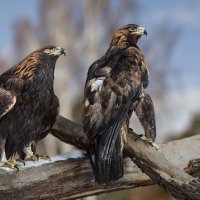 Беркут :: SanSan 