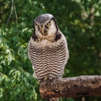 Сычик :: SanSan 