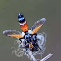 Муха жужа :: Николай Волков