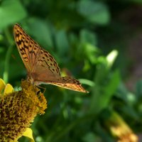 Бабочка и цветок :: Валентин Семчишин