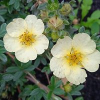 шиповник :: Елена Шаламова