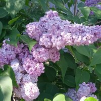 про май :: Елена Шаламова