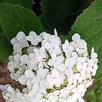 Цветы. :: Владимир Драгунский