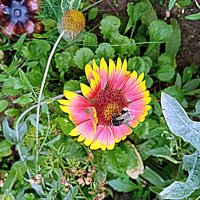 Цветы. :: Владимир Драгунский Цветы. :: Владимир Драгунский