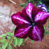 Красавица :: Людмила Смородинская