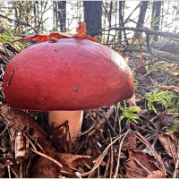 Сыроежка. :: Валерия Комова