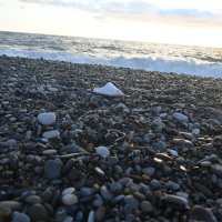 Чей туфля) :: Митяй Митрич