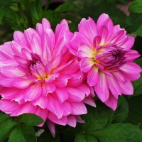 Георгина :: Рита Симонова