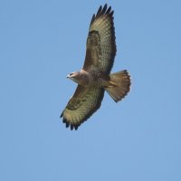 Пустельга. :: Владимир Безбородов