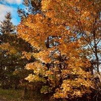 Осень :: Натали Королева