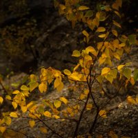 Осень :: Батик Табуев