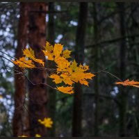Сентябрь :: Наталья Rosenwasser