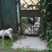 Из жизни собак :: Freddy 97