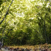 Арка в лесу :: sorovey Sol Арка в лесу :: sorovey Sol