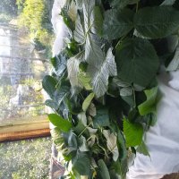 сушим листья малины :: Галина Флора сушим листья малины :: Галина Флора