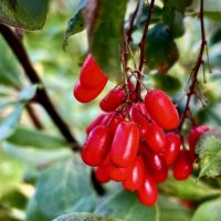 Осень… :: VADIM *****