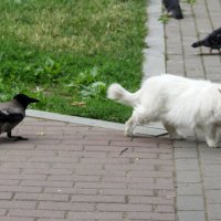 Это моя территория, вали отсюда, котяра. :: Андрей Андреев Андреев