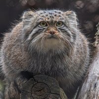 Манул :: Михаил Измайлов