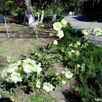 Осень в парке Октября :: Нина Бутко