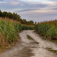 Дорога через кукурузу :: Александр 