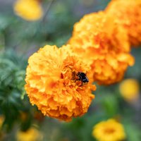 С пчёлкой :: Александр 