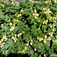 Осень в парке Октября :: Нина Бутко