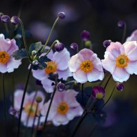 анемоны :: Михаил Бибичков