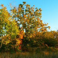 Позолотило вечернее солнце листья клёнов :: Aida10 