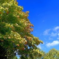 Первые приметы осени :: Мария Васильева Первые приметы осени :: Мария Васильева