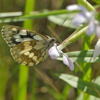 опять про бабочек 16 :: Александр Прокудин
