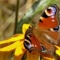 опять про бабочек 20 :: Александр Прокудин