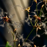 Клематис :: Роман Алексеев