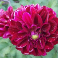 Осенний цветок :: Фотогруппа Весна Осенний цветок :: Фотогруппа Весна