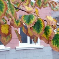 Краски осени :: Galina Solovova Краски осени :: Galina Solovova