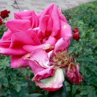 Последние розы осени :: Galina Solovova