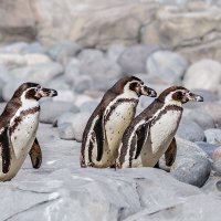 Пингвин :: SanSan 