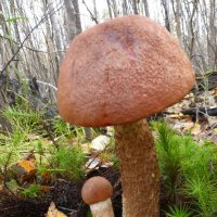 Осень..Гриб-мальчик с папой! :: Владимир 